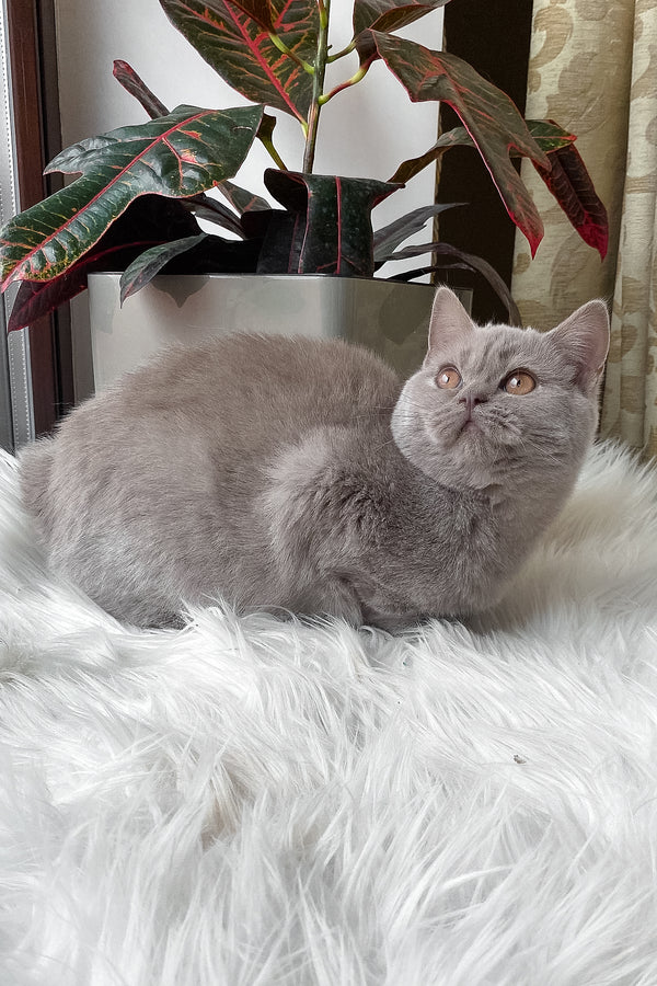 Wiski | British Shorthair Kitten
