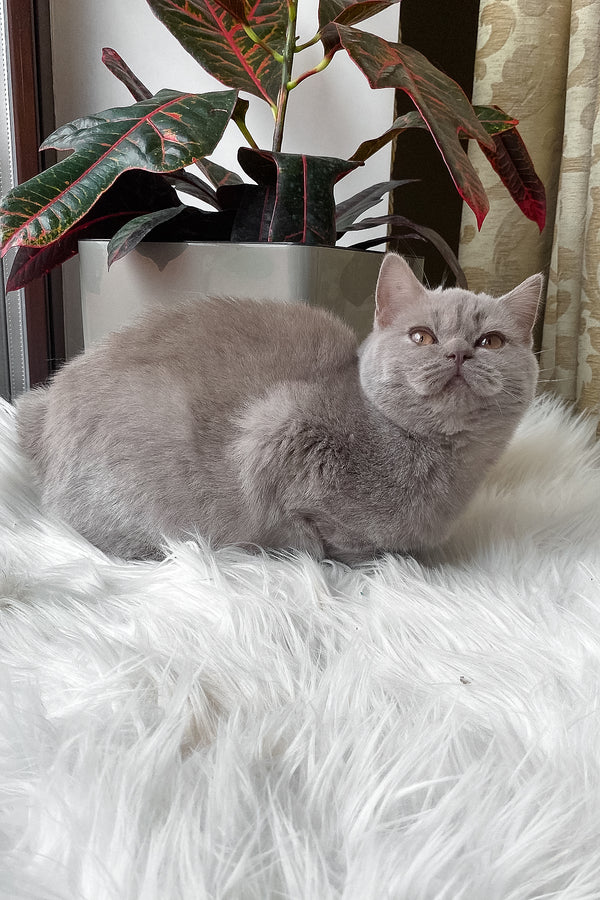 Wiski | British Shorthair Kitten