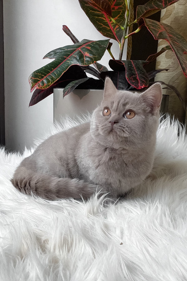 Wiski | British Shorthair Kitten