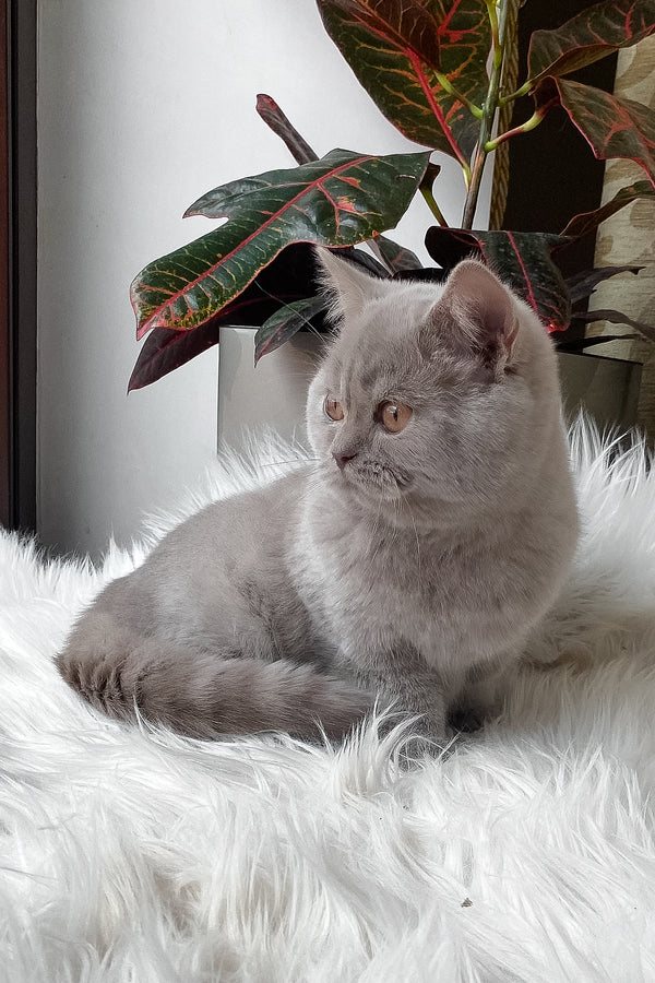 Wiski | British Shorthair Kitten