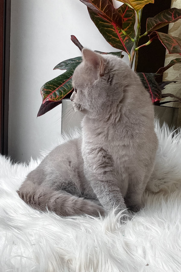 Wiski | British Shorthair Kitten