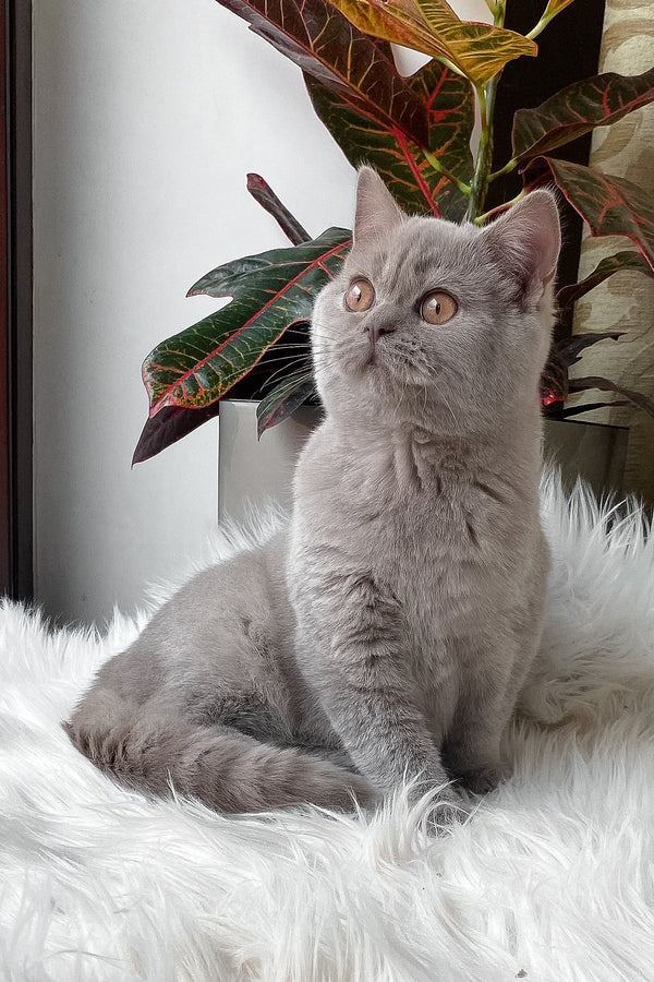Wiski | British Shorthair Kitten