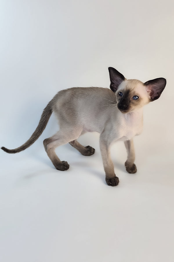 Wisp | Oriental Shorthair Kitten