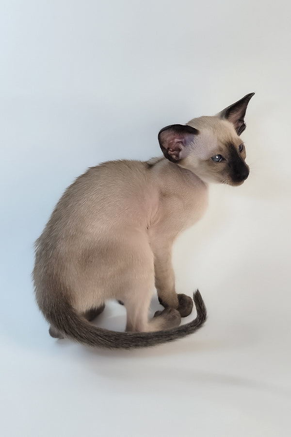 Wisp | Oriental Shorthair Kitten