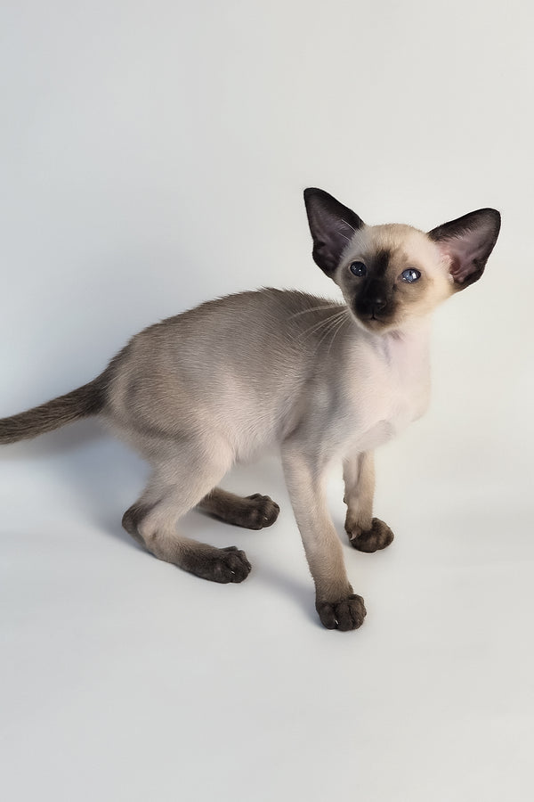 Wisp | Oriental Shorthair Kitten