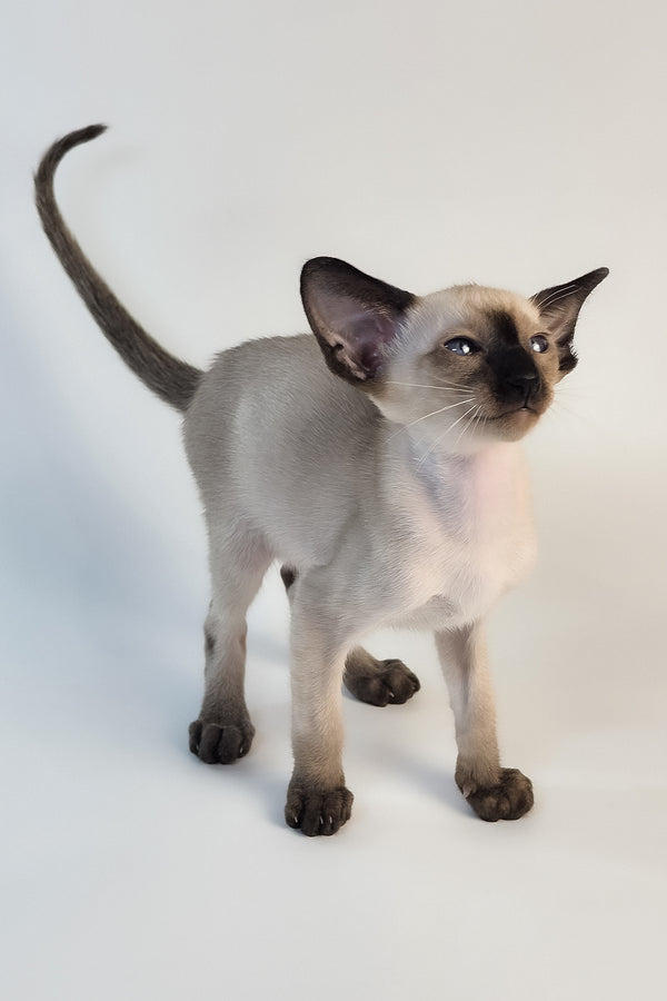 Wisp | Oriental Shorthair Kitten