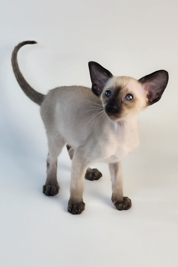 Wisp | Oriental Shorthair Kitten