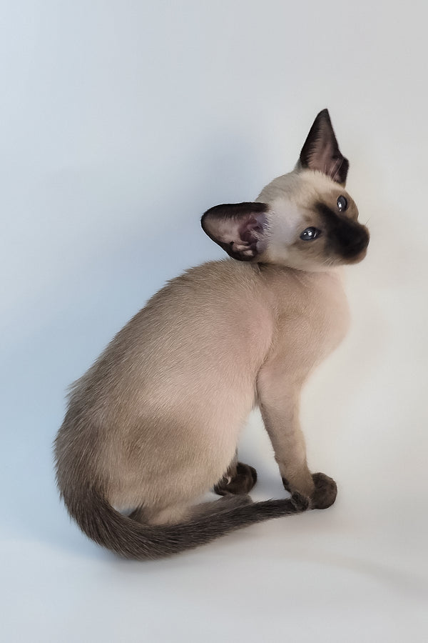 Wisp | Oriental Shorthair Kitten