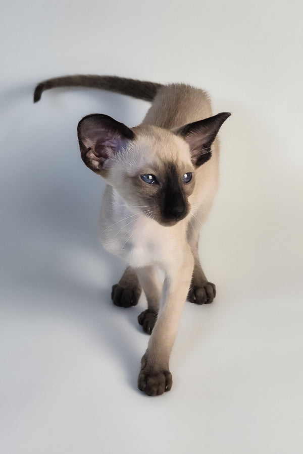 Wisp | Oriental Shorthair Kitten