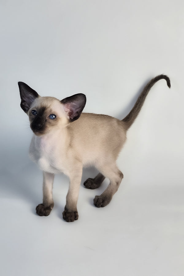 Wisp | Oriental Shorthair Kitten