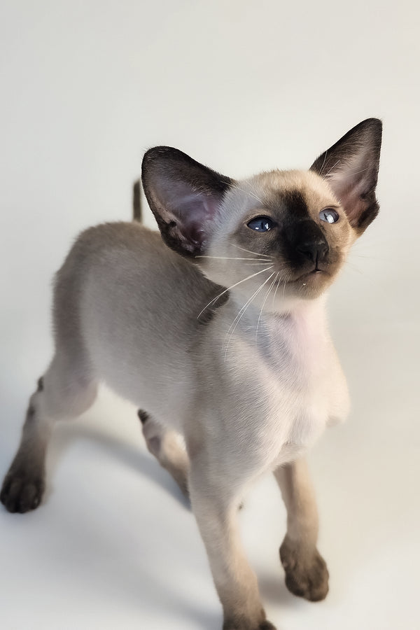 Wisp | Oriental Shorthair Kitten