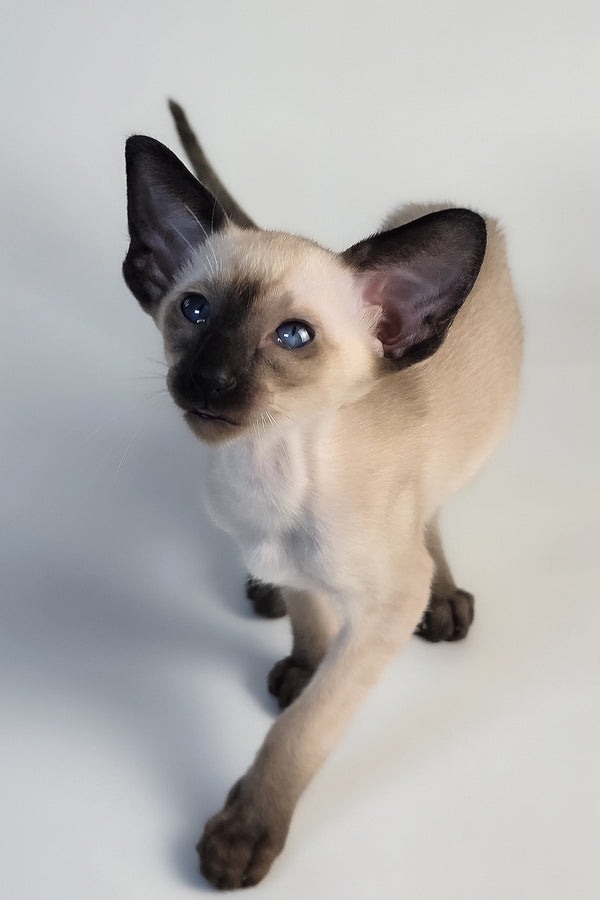 Wisp | Oriental Shorthair Kitten