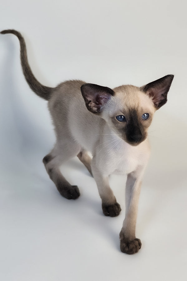 Wisp | Oriental Shorthair Kitten