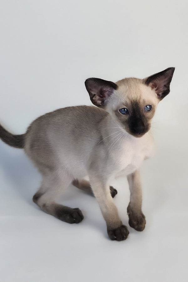 Wisp | Oriental Shorthair Kitten
