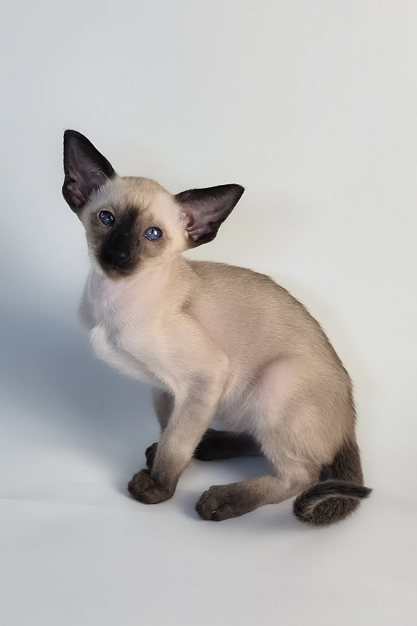 Wisp | Oriental Shorthair Kitten