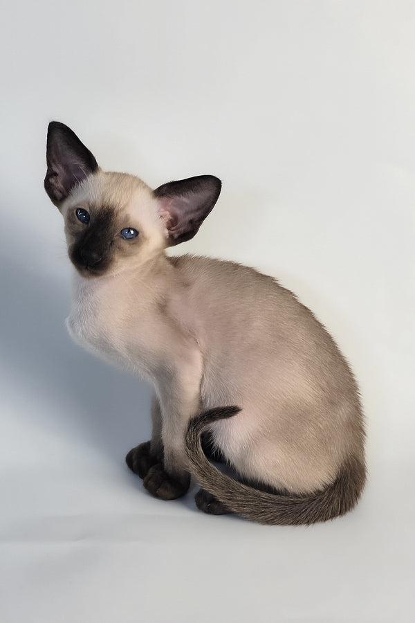 Wisp | Oriental Shorthair Kitten