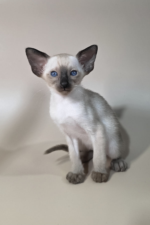 Wisp | Oriental Shorthair Kitten
