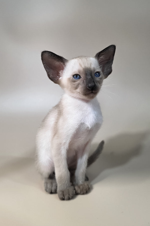 Wisp | Oriental Shorthair Kitten