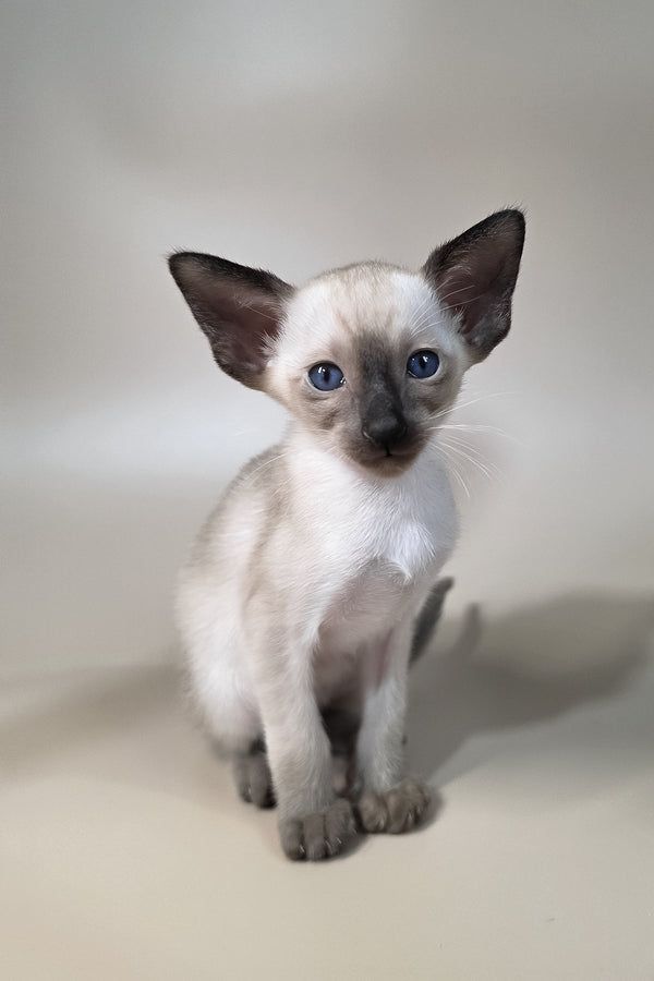 Wisp | Oriental Shorthair Kitten