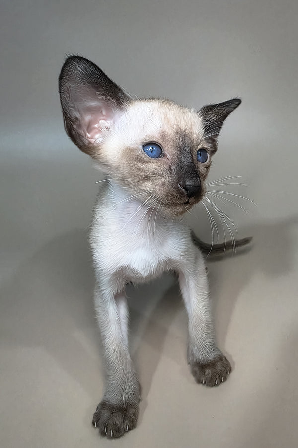 Wisp | Oriental Shorthair Kitten