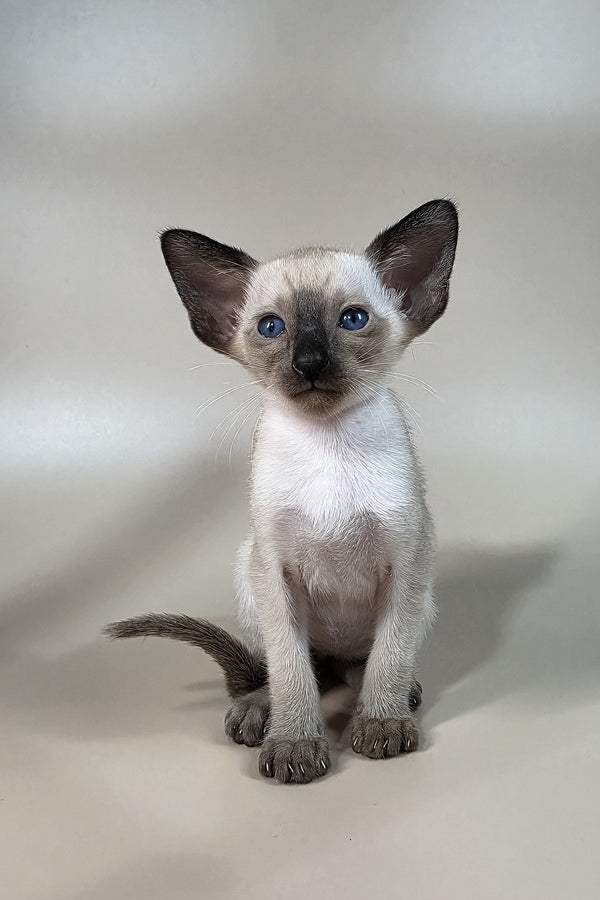 Wisp | Oriental Shorthair Kitten