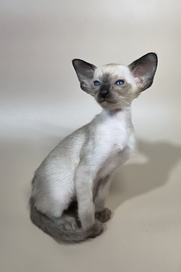 Wisp | Oriental Shorthair Kitten