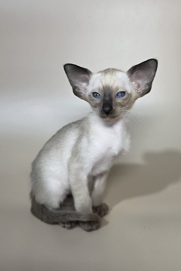 Wisp | Oriental Shorthair Kitten