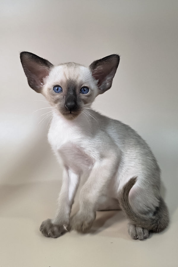 Wisp | Oriental Shorthair Kitten