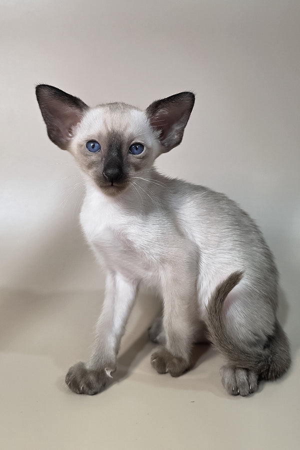 Wisp | Oriental Shorthair Kitten