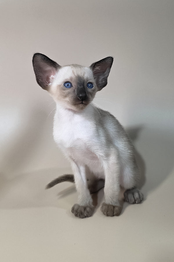 Wisp | Oriental Shorthair Kitten