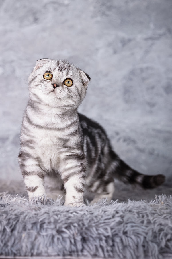 Wolt | Scottish Fold Kitten