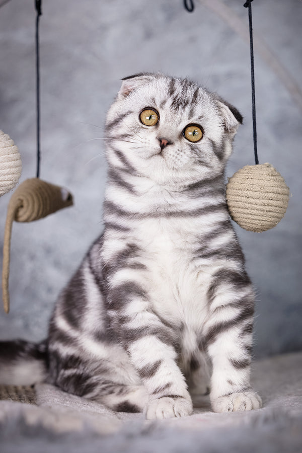 Wolt | Scottish Fold Kitten
