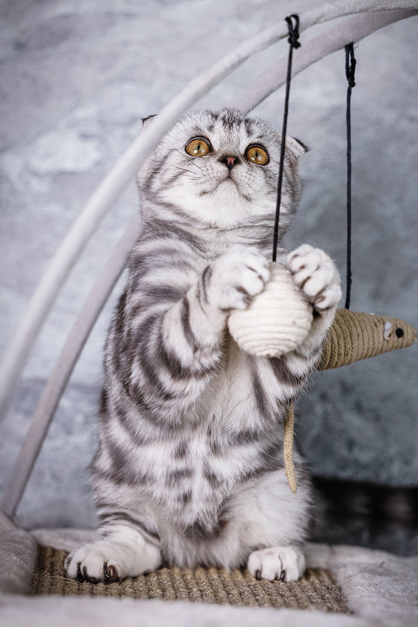 Wolt | Scottish Fold Kitten