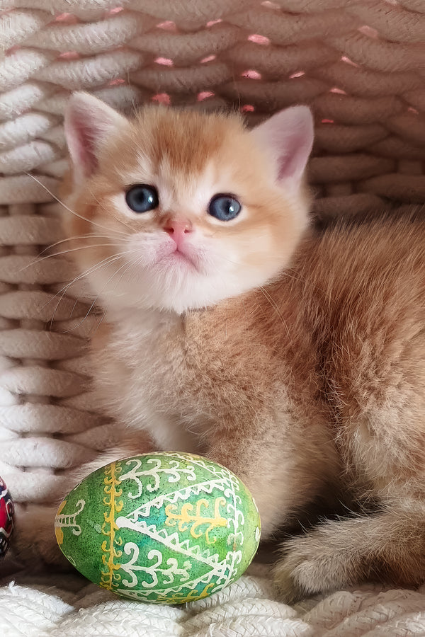 Woody | British Shorthair Kitten