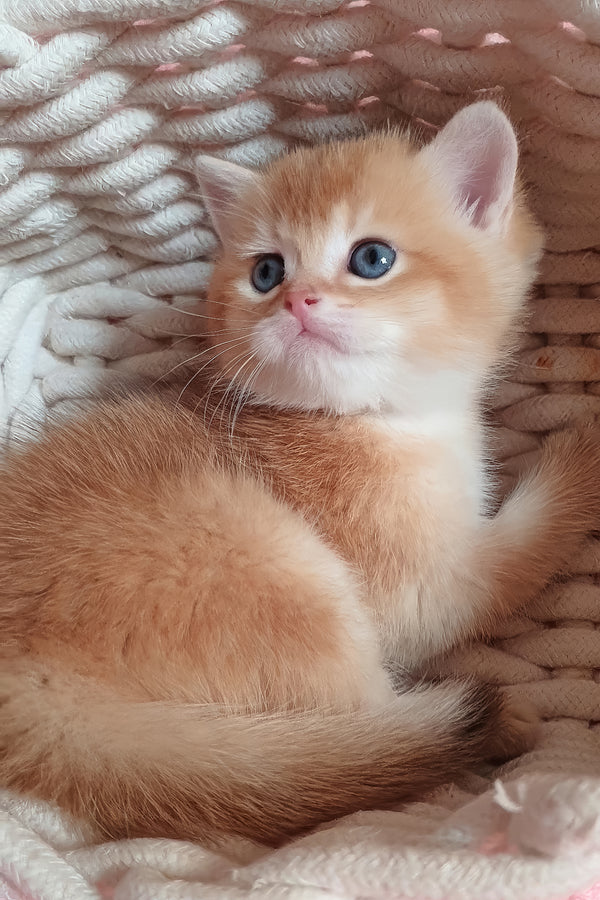 Woody | British Shorthair Kitten