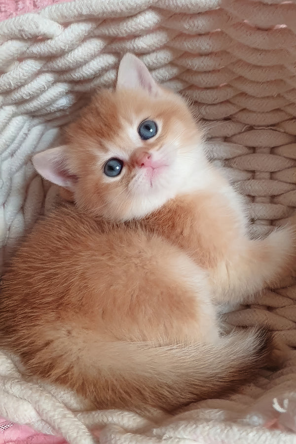 Woody | British Shorthair Kitten
