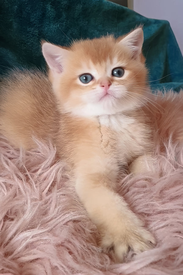 Woody | British Shorthair Kitten
