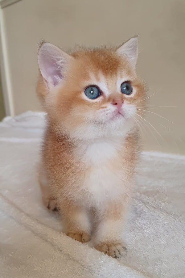 Woody | British Shorthair Kitten