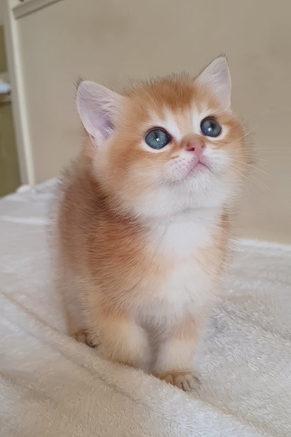 Woody | British Shorthair Kitten