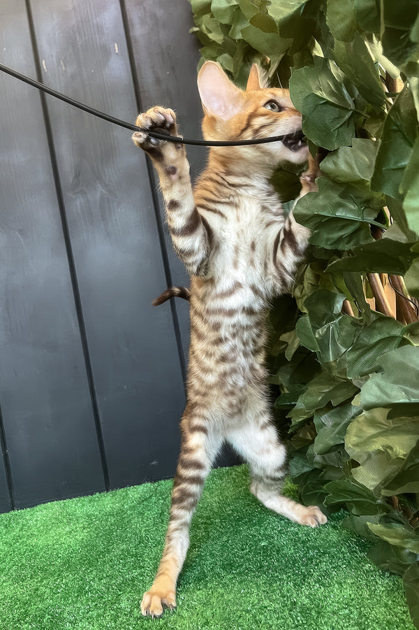 Wulfric | Toyger Kitten