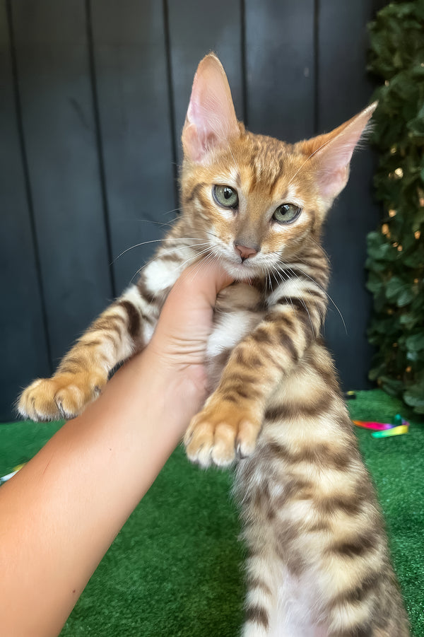 Wulfric | Toyger Kitten