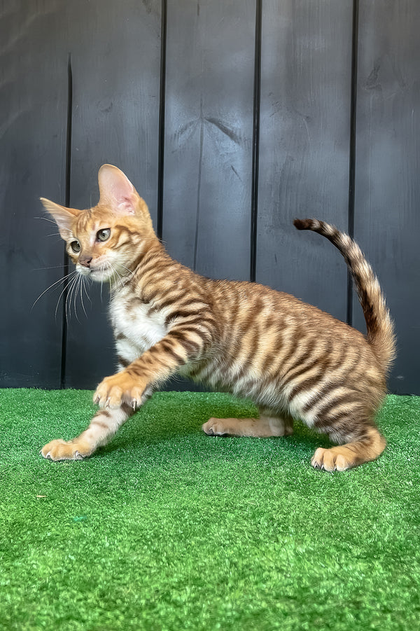 Wulfric | Toyger Kitten