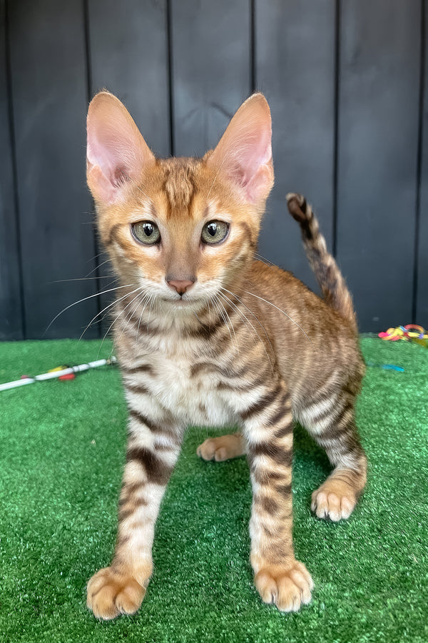 Wulfric | Toyger Kitten