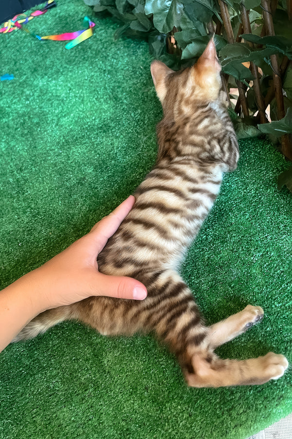 Wulfric | Toyger Kitten