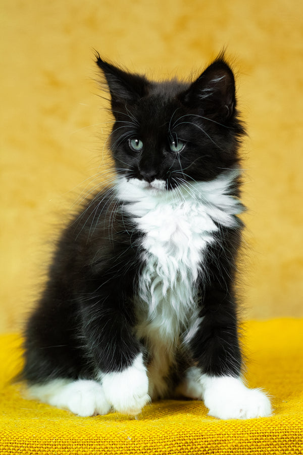 Batman | Maine Coon Kitten