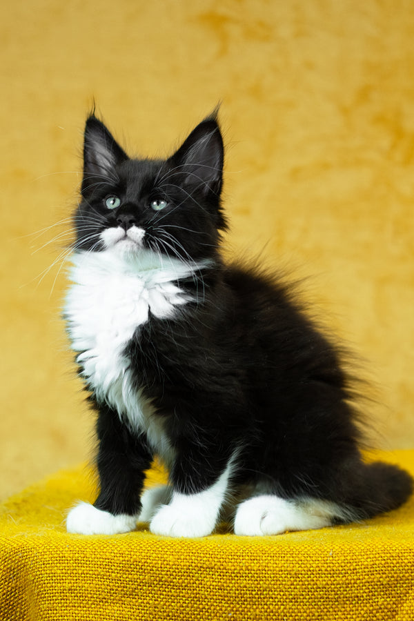 Batman | Maine Coon Kitten