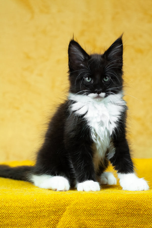 Batman | Maine Coon Kitten