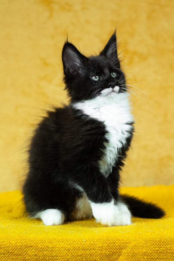 Batman | Maine Coon Kitten