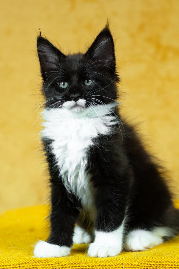 Batman | Maine Coon Kitten