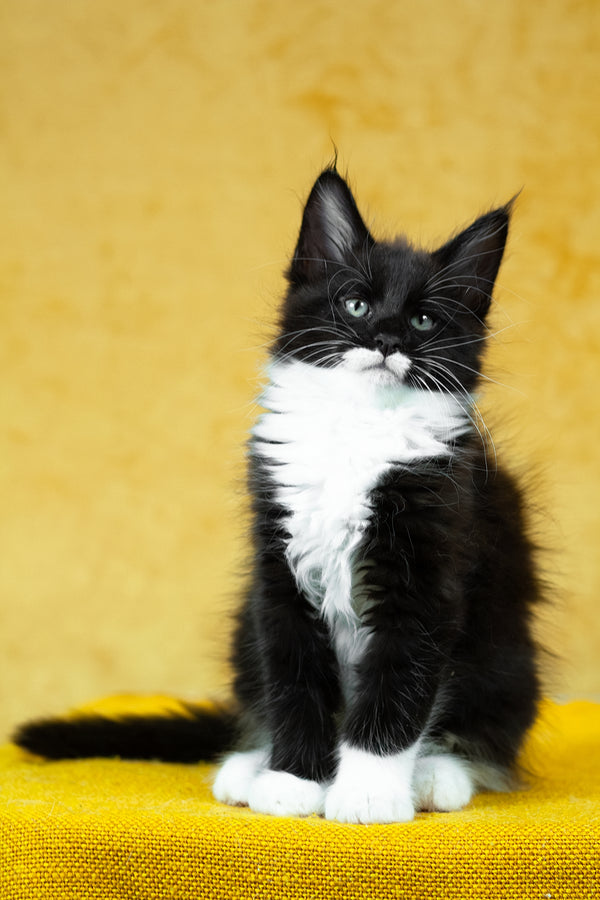 Batman | Maine Coon Kitten